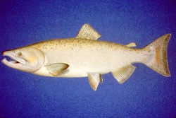Archivo:Chinook salmon