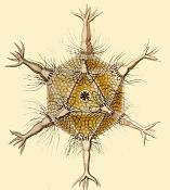 Circogonia icosahedra, una especia de Radiolaria.