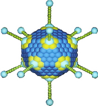 Archivo:Adenovirus weis