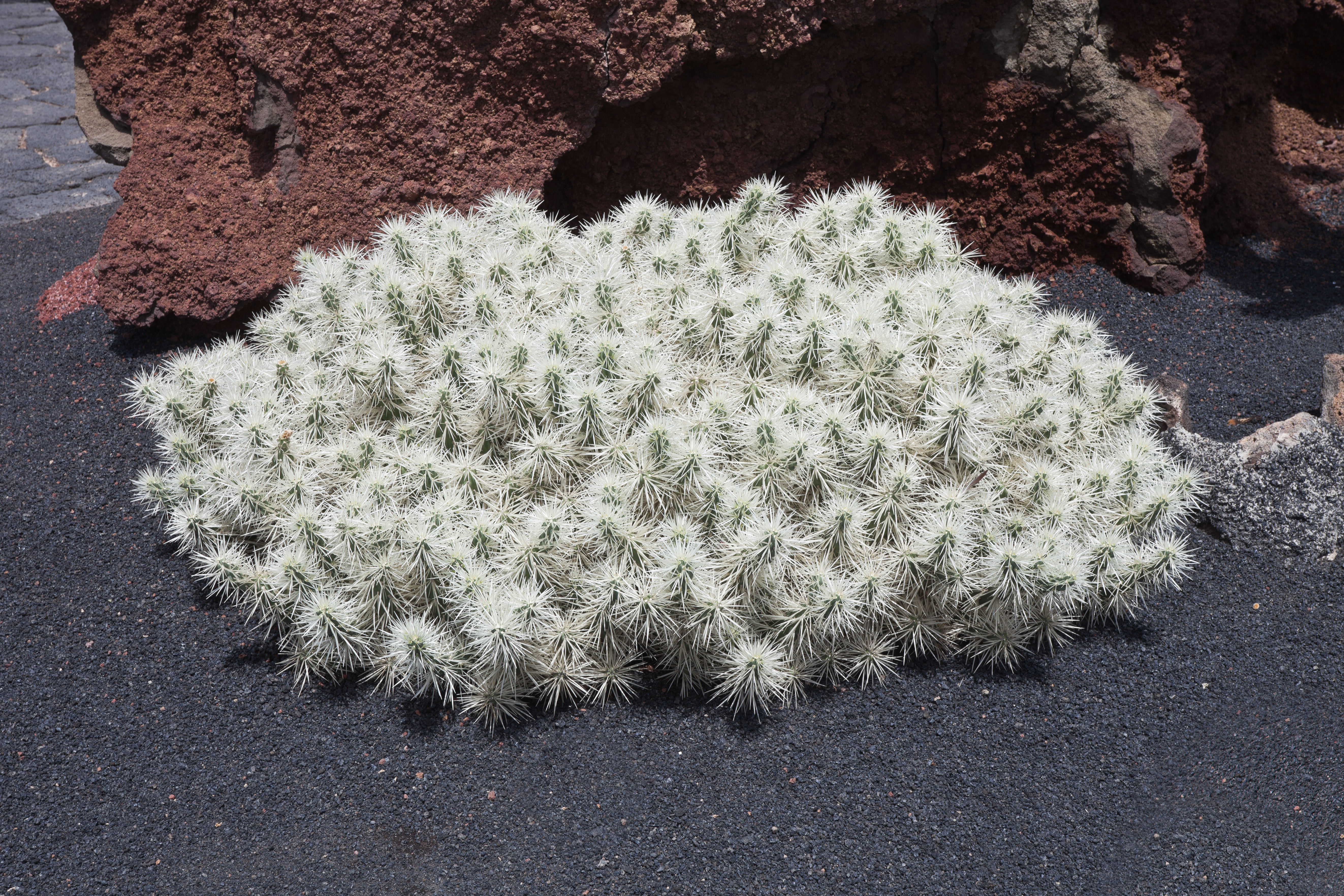 Opuntia tunicata - Cylindropuntia tunicata - Guatiza - Jardín de Cactus - Lanzarote - J37.jpg