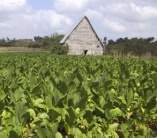 Archivo:Tabaco Tamarindo