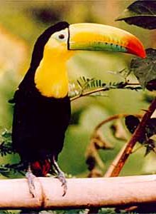 Archivo:Keel billed toucan