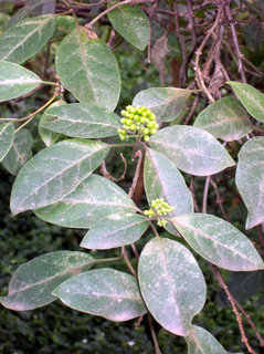 Clerodendrum tomentosum Denistone.jpg