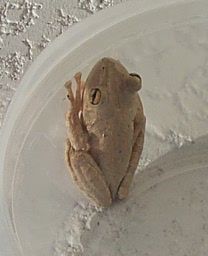 Cubantreefrog.jpg