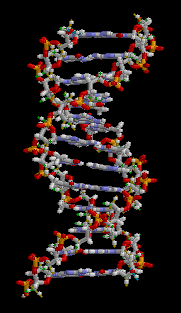 Archivo:DNA animation