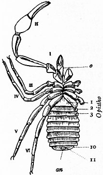 1911 Britannica-Arachnida-Garypus litoralis.png
