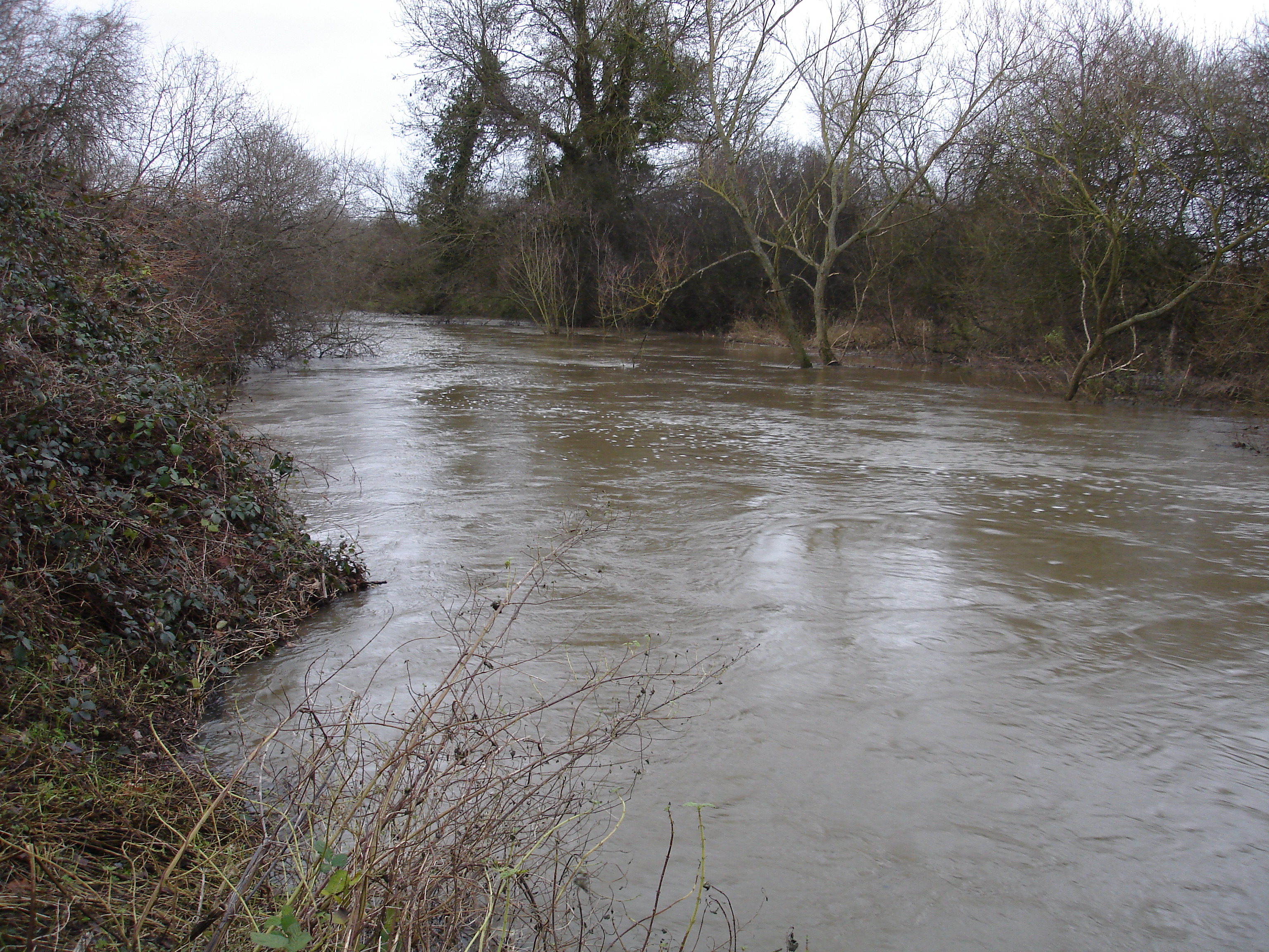 Bank full river wey near pyrford.jpg