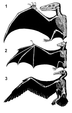 Archivo:Analogous flying adaptions in vertebrates