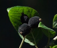 Archivo:Guettarda uruguensis (palo cruz) fruto