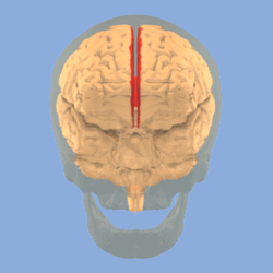 Longitudinal fissure of cerebrum.gif