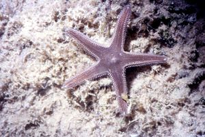 Archivo:Astropecten spinulosus