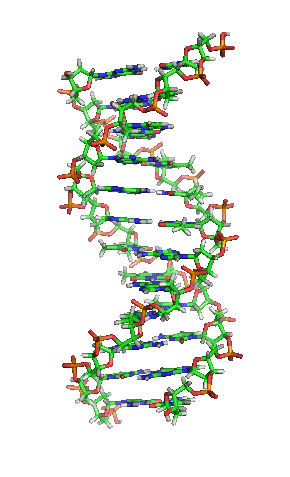 Animación de la estructura de una sección de ADN. Las bases se encuentran horizontalmente entre las dos hebras en espiral. Versión ampliada