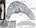 Archivo:Ultrastructure of the Trophosome Region