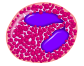 Eosinophil 1.png