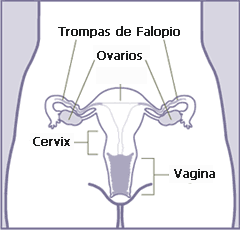Archivo:Sistema-reproductor-femenino