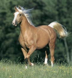 Archivo:Palomino Horse