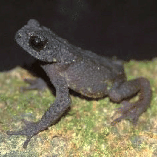 Bufoides meghalayanus