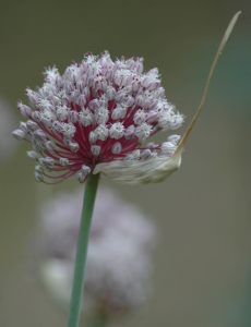 Archivo:Garlic flower head