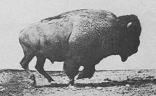 Archivo:Muybridge Buffalo galloping