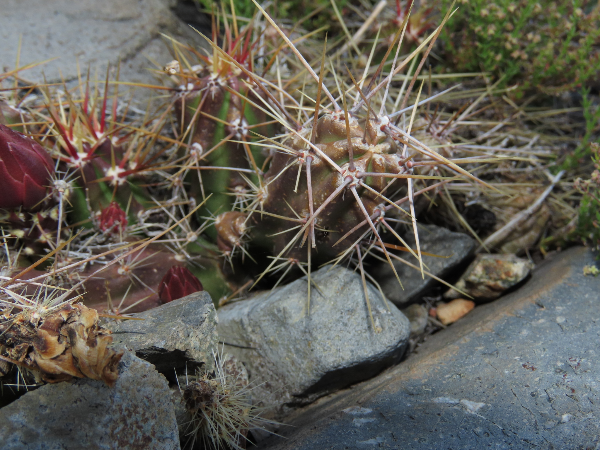 Austrocactus spiniflorus 171623953.jpg