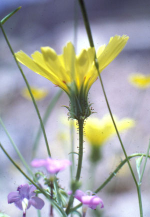 Archivo:Calycoseris parryi