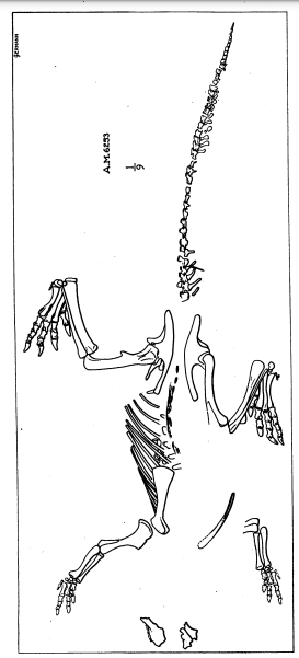 Archivo:Type skeleton of Protiguanodon mongoliense