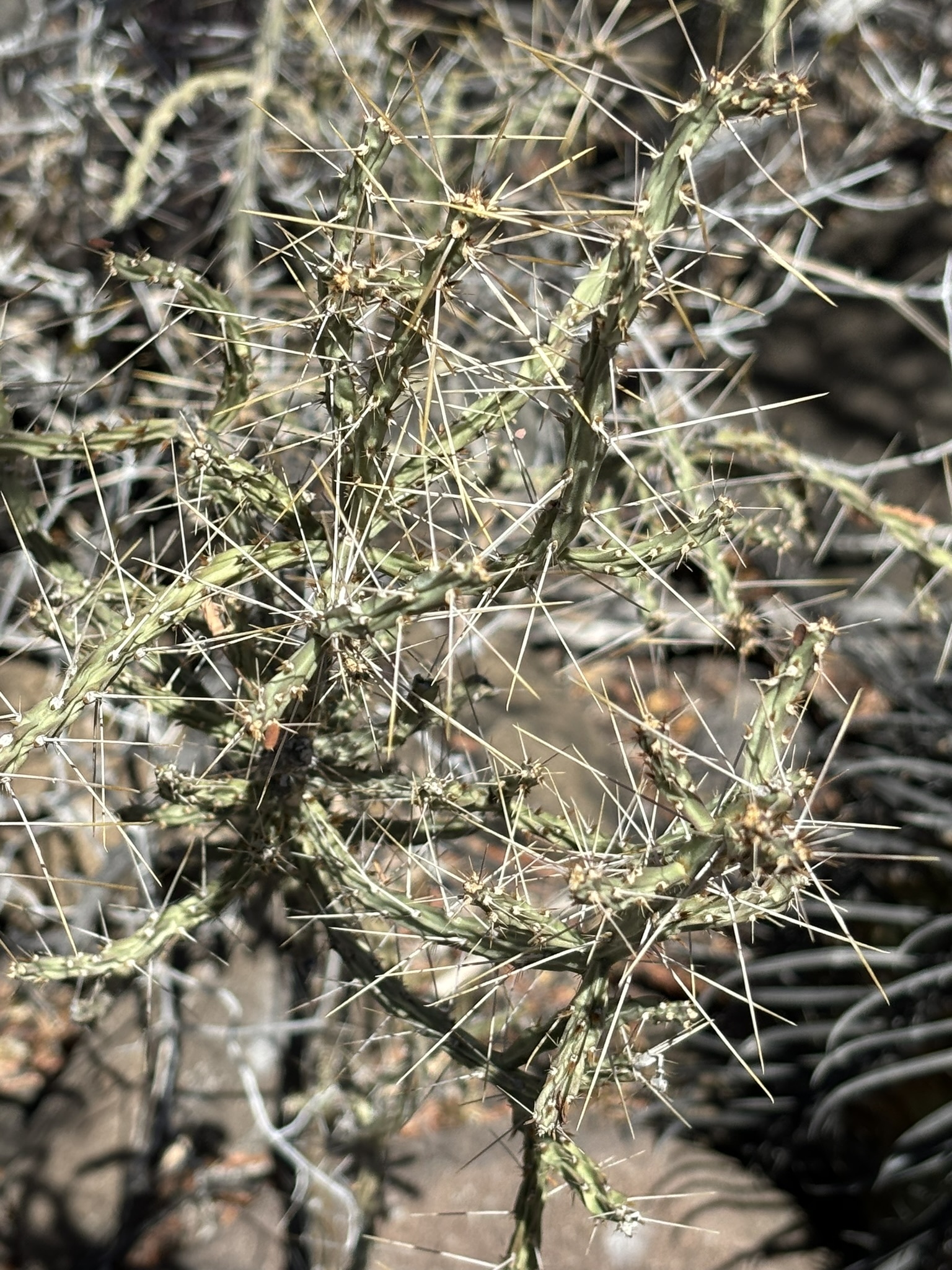 Cylindropuntia lindsayi 1.jpeg