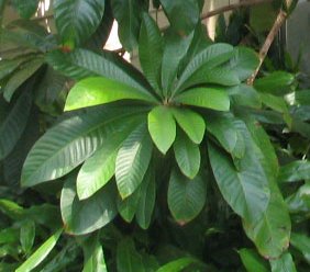 Archivo:Pouteria sapota - marmalade tree - desc-leaf cluster - from-DC1