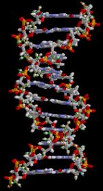 Archivo:ADN animation (no animated)