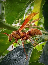 Archivo:Polistes carnifex