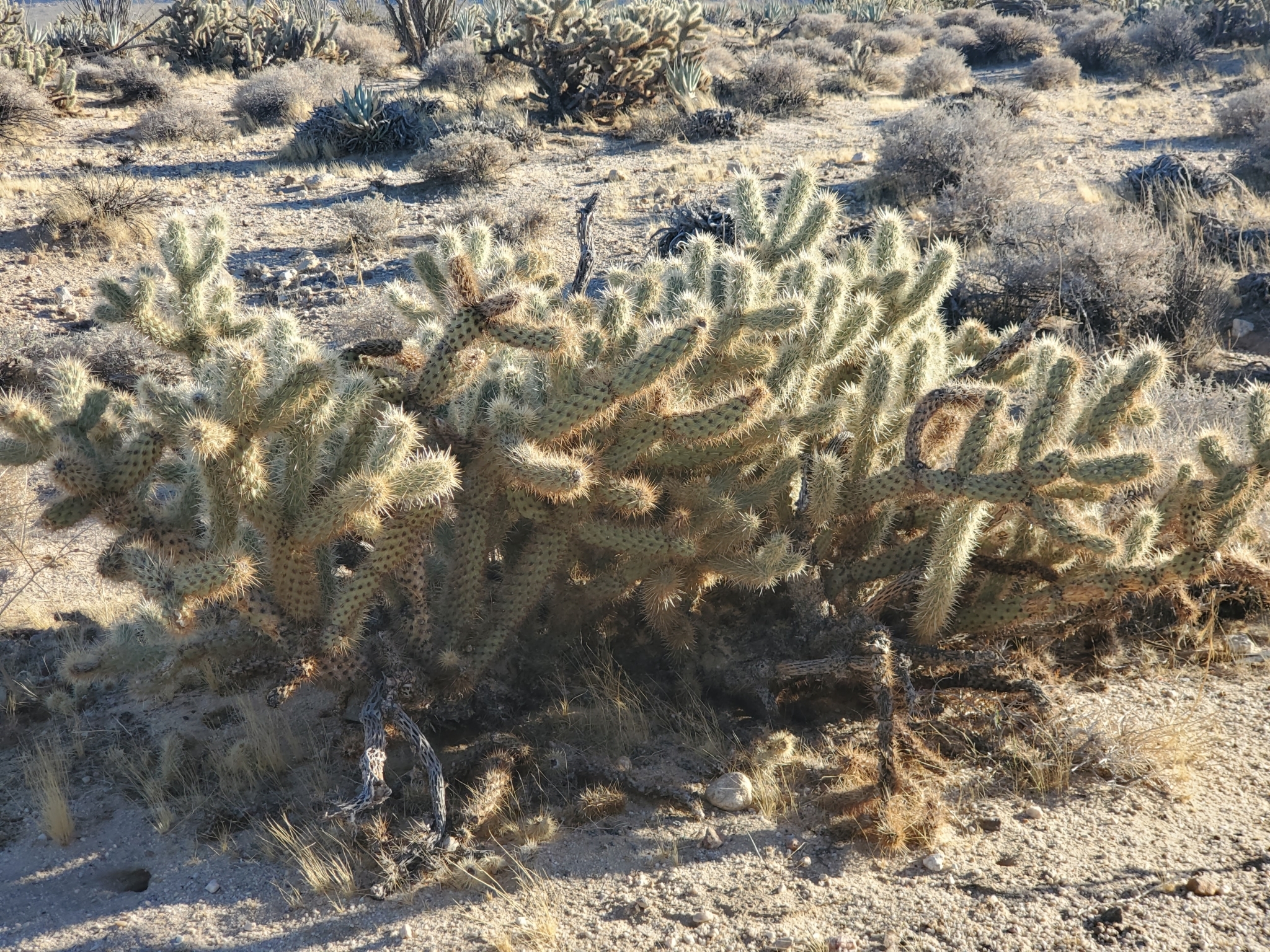 Cylindropuntia wolfii 21.jpeg