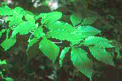 Fagus grandifolia leaves.jpg