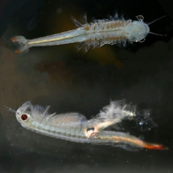 Dendrocephalus 003