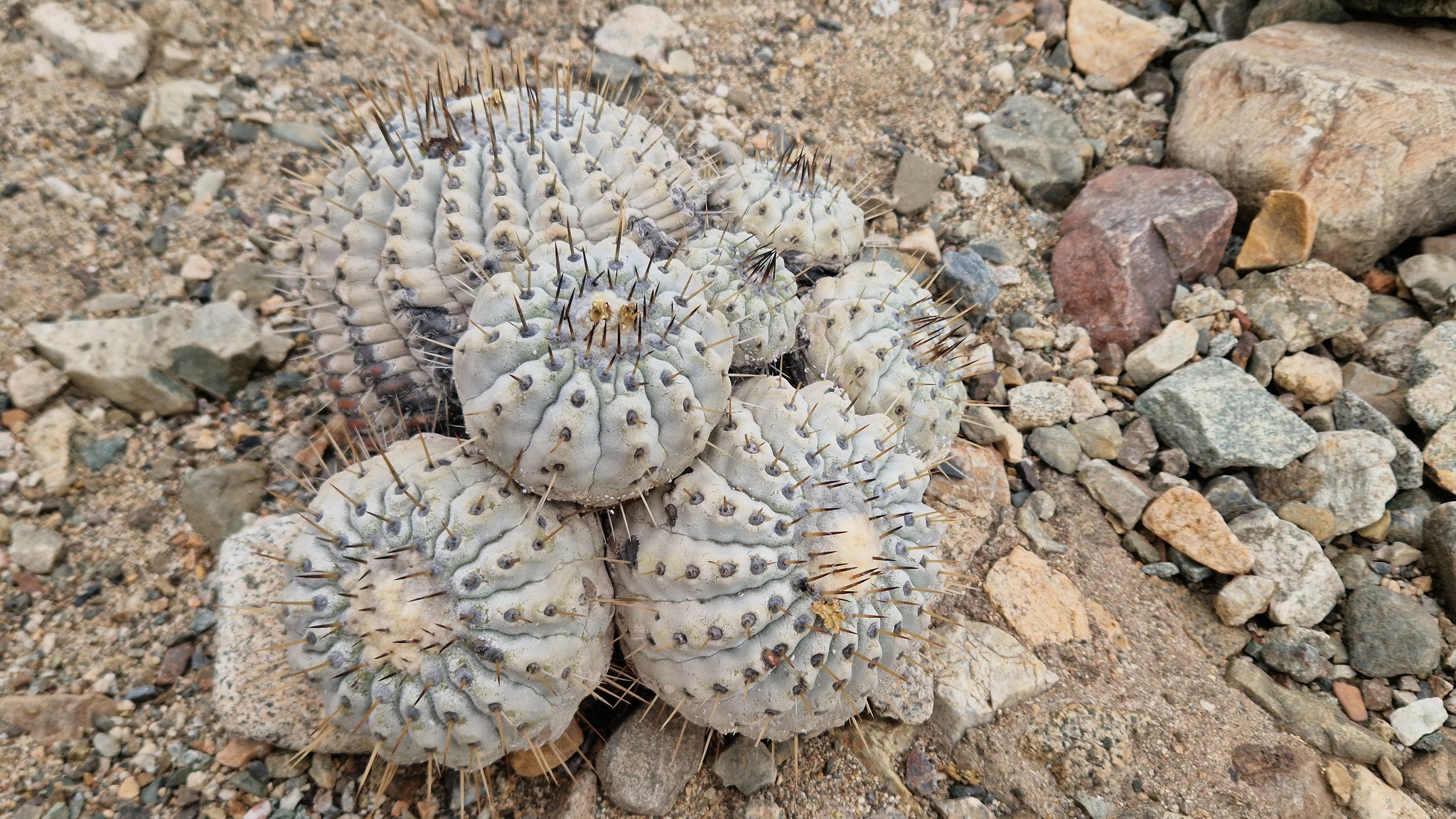 Copiapoa cinerea 45.jpg