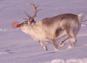 Rudolph the Red-Nosed Reindeer.jpg