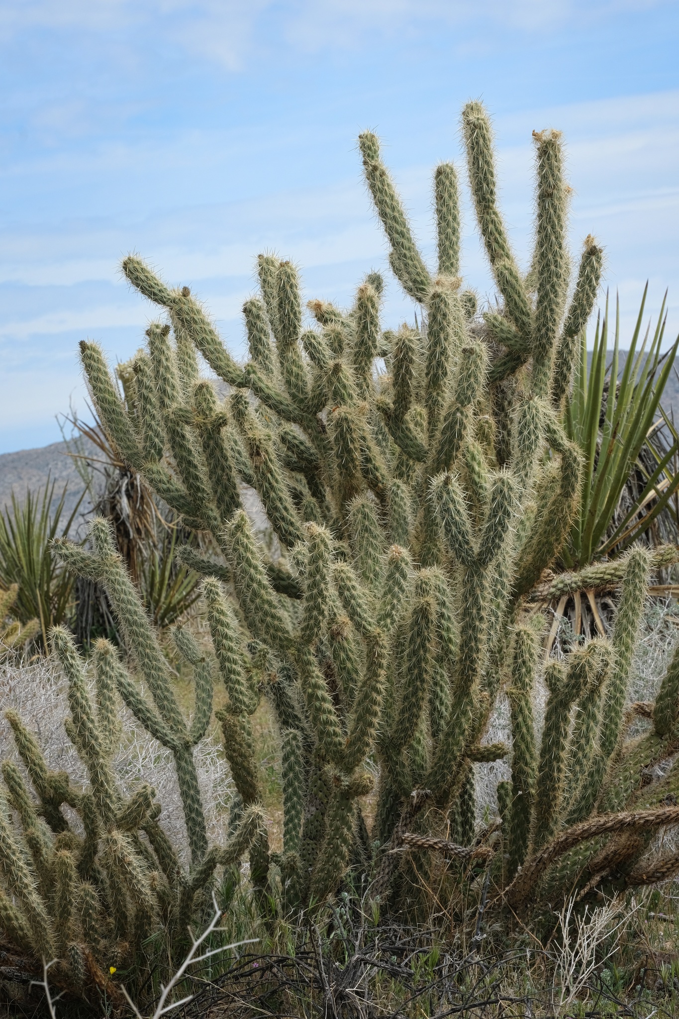 Cylindropuntia ganderi ganderi 3.jpeg
