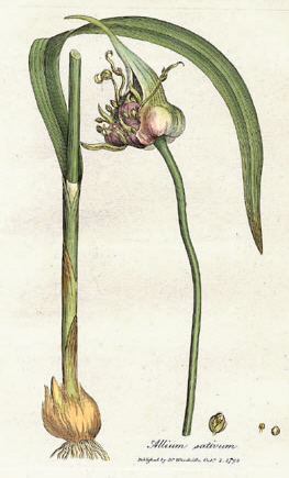 Allium sativum Woodwill 1793.jpg