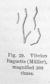 Archivo:FMIB 50036 Vibrion Babuette (Muller), magnified