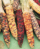 Archivo:Ears of multicolored corn
