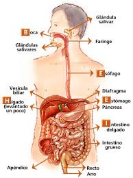 Archivo:Sistema Digestivo y gastrico