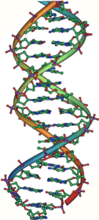 Archivo:DNA double helix vertikal