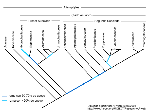Archivo:Alismatales-cladograma