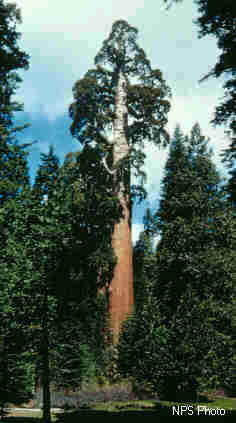 Archivo:Riesenmammutbaum