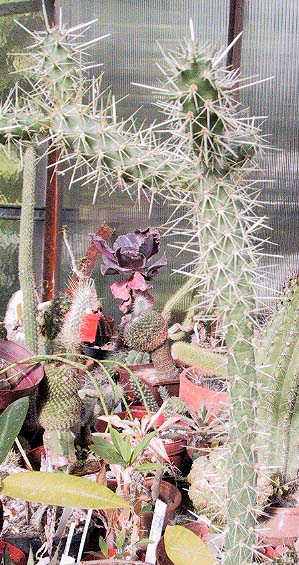 Archivo:Cylindropuntia alcahes v. burageana
