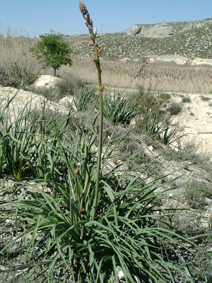 Archivo:Asphodelus albus