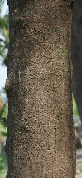 Archivo:Neem (Azadirachta indica) trunk in Kolkata W IMG 6190