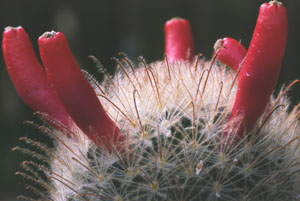 Archivo:Mammillaria pennispinosa Früchte