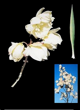 Archivo:Yuca gloriosa fh 1183.14 GA AAA-2