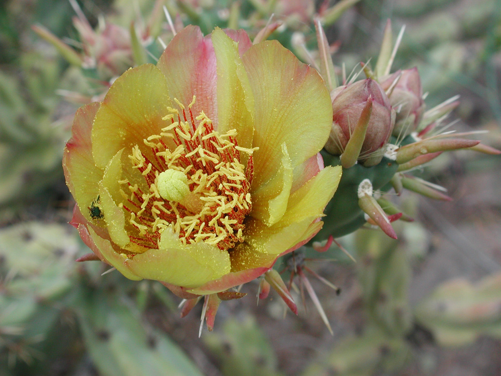 Cylindropuntia acanthocarpa flower.jpg