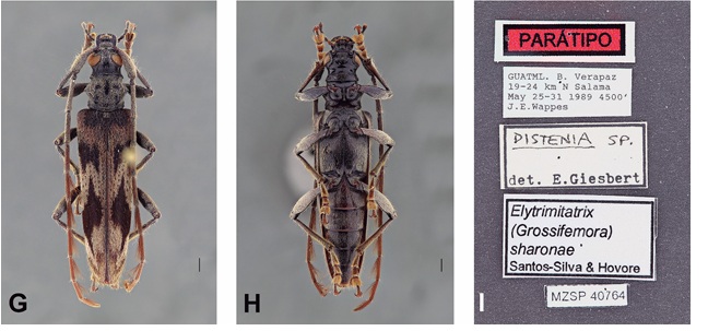 Elytrimitatrix sharonae